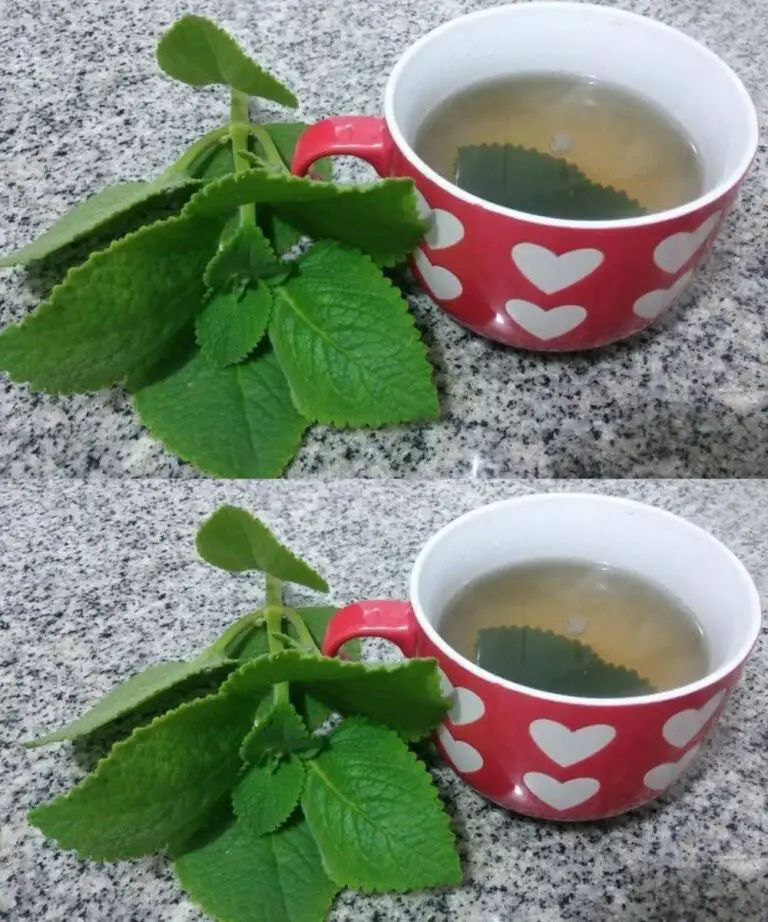 5 Reasons Seniors Should Add Oregano to Their Diet (A Simple Herb with Surprising Benefits)