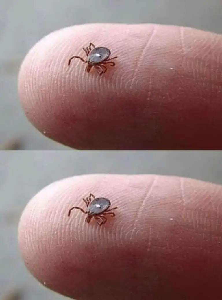 If You Notice This Insect, Follow These Important Steps
