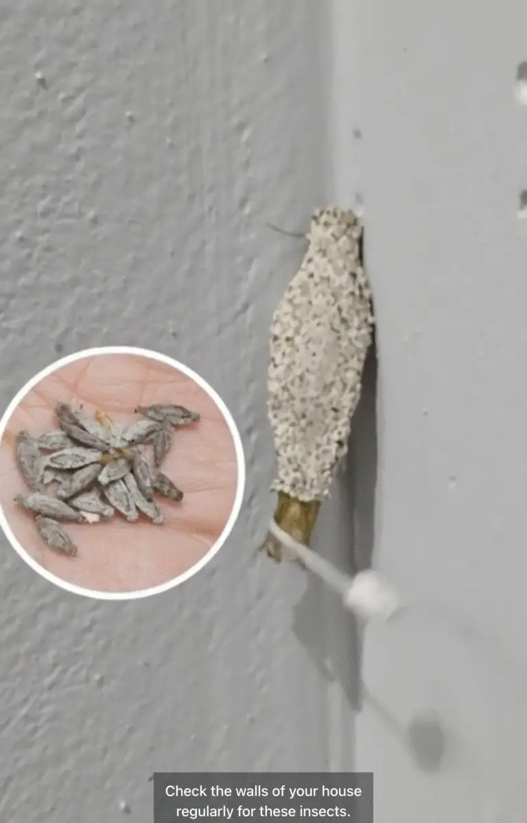 Camouflaged Moths: Nature’s Masters of Stillness and Disguise