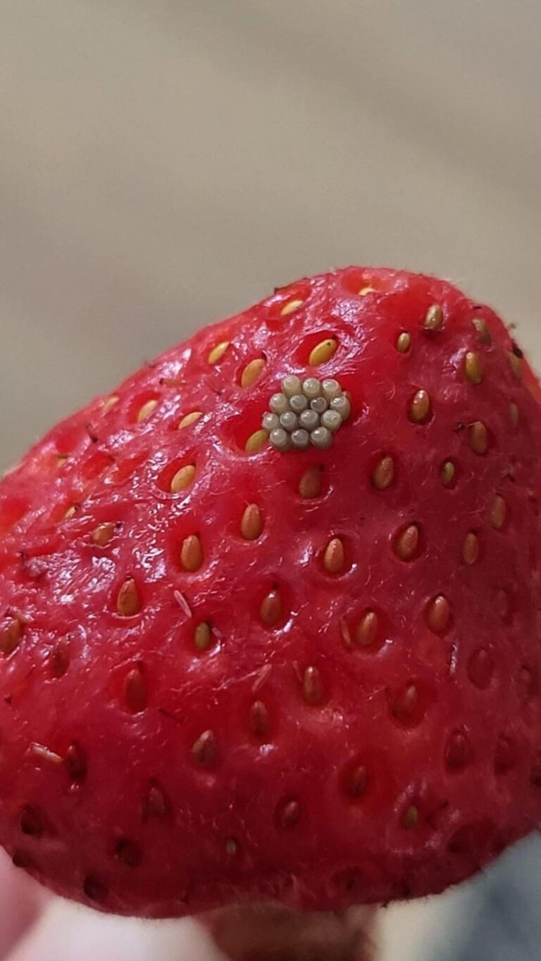 Soaked Berries in Salt Water – What Those White Wiggling Things Really Mean