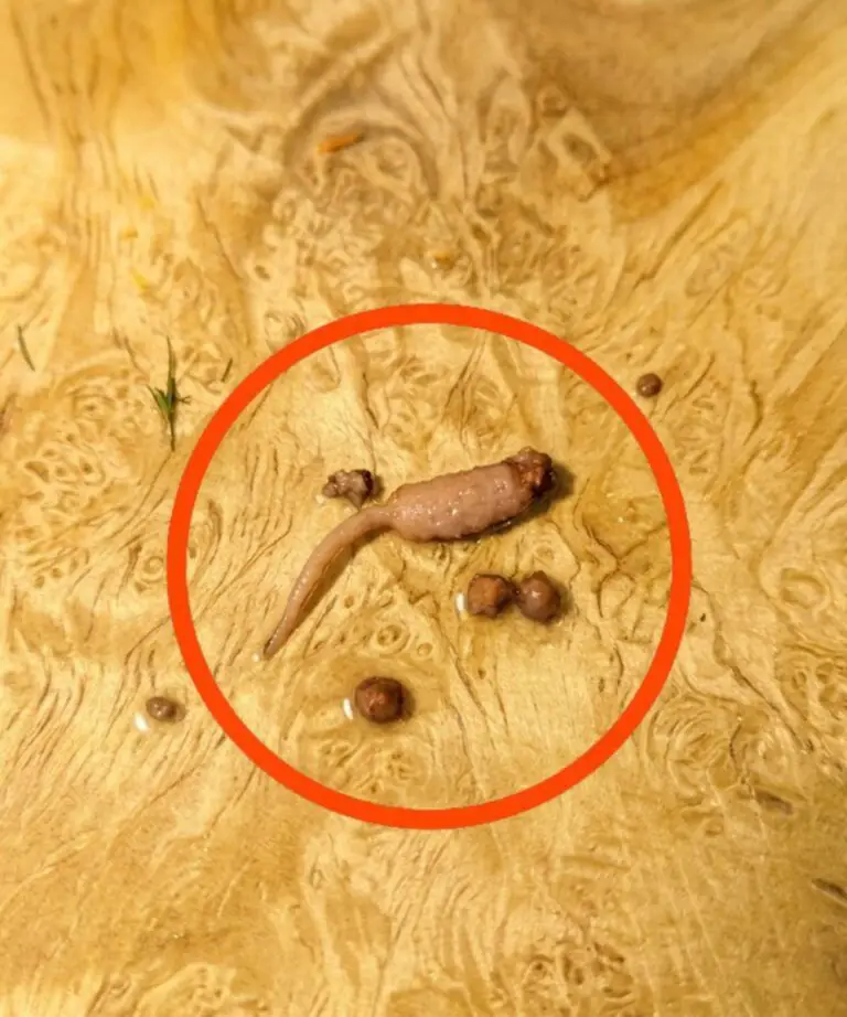 I Found a Strange Object in My Ground Beef — What It Could Be (and What You Should Do)