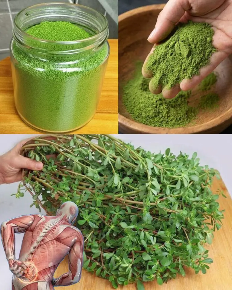 10 Benefits and Uses of Purslane