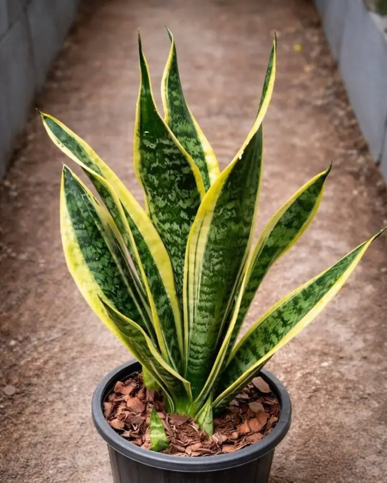 If You Have One of These Plants at Home, Take Care of It—You Have a Treasure!