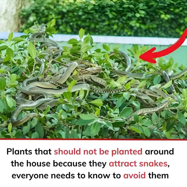 Plants That Should Not Be Planted Around the House Because They May Attract Snakes