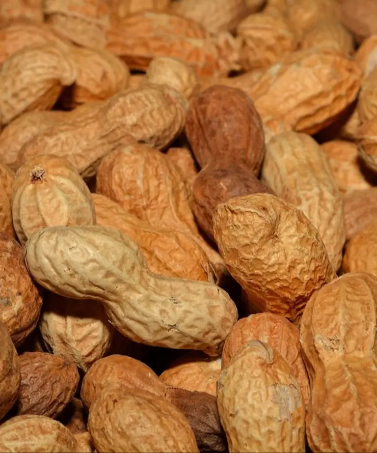 How Peanuts Can Support Nutrition in Older Adults