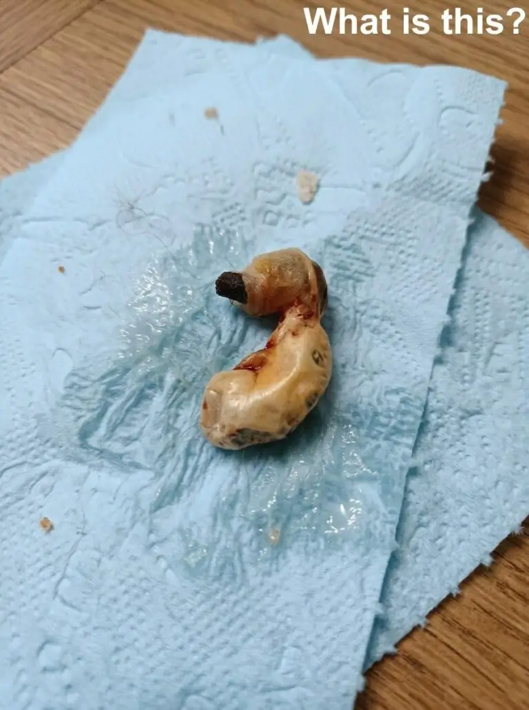 I Found This Strange Object on a Paper Towel… And the Internet Had Wild Theories