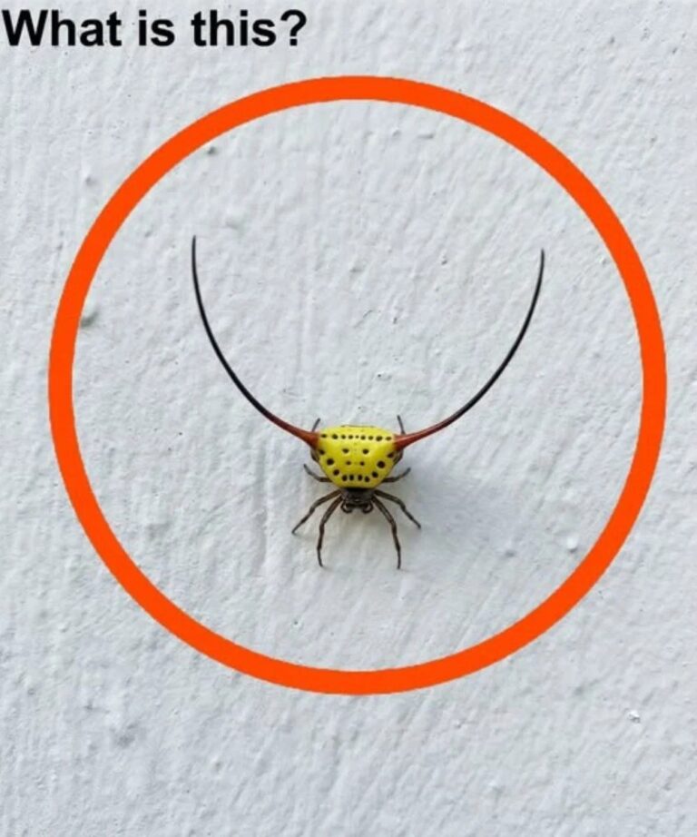 Last Night, I Went Into the Garage and Saw This Strange Creature on the Wall