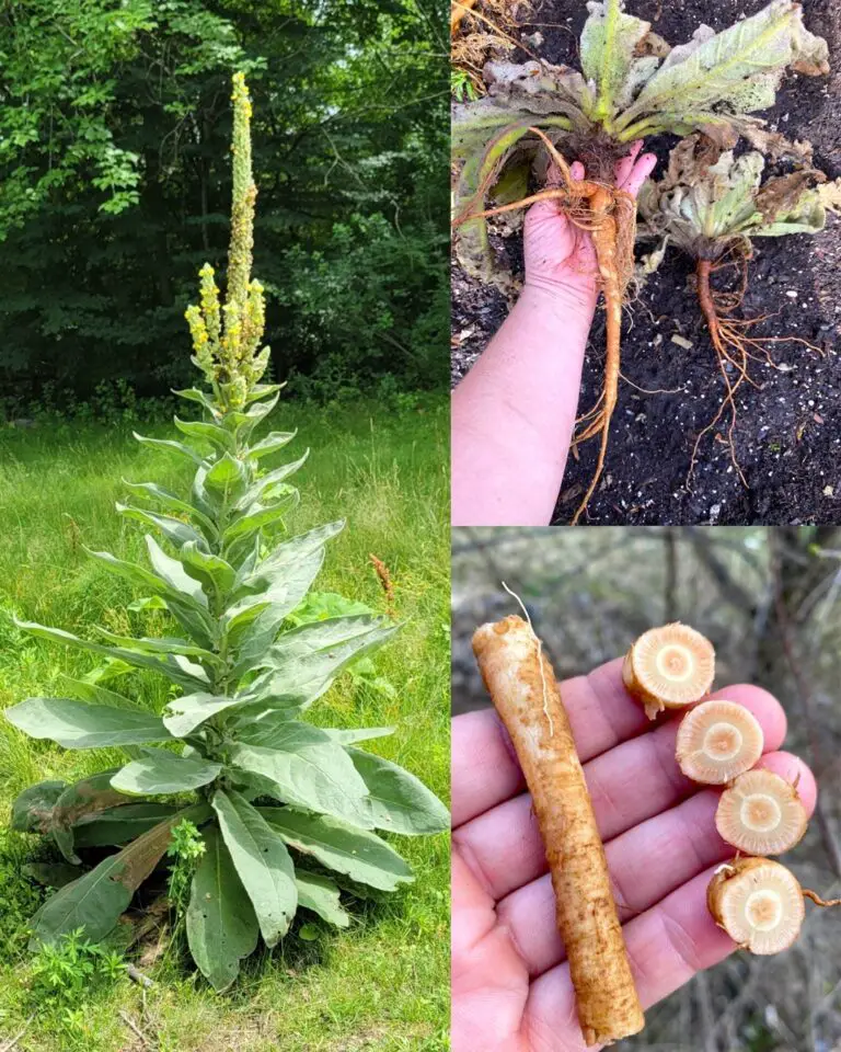 The Hidden Power of Mullein Roots: Nature’s Forgotten Herbal Ally