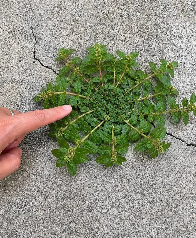 One Leaf of This Plant Is Worth a Gold Mine! Separating Hype From Reality