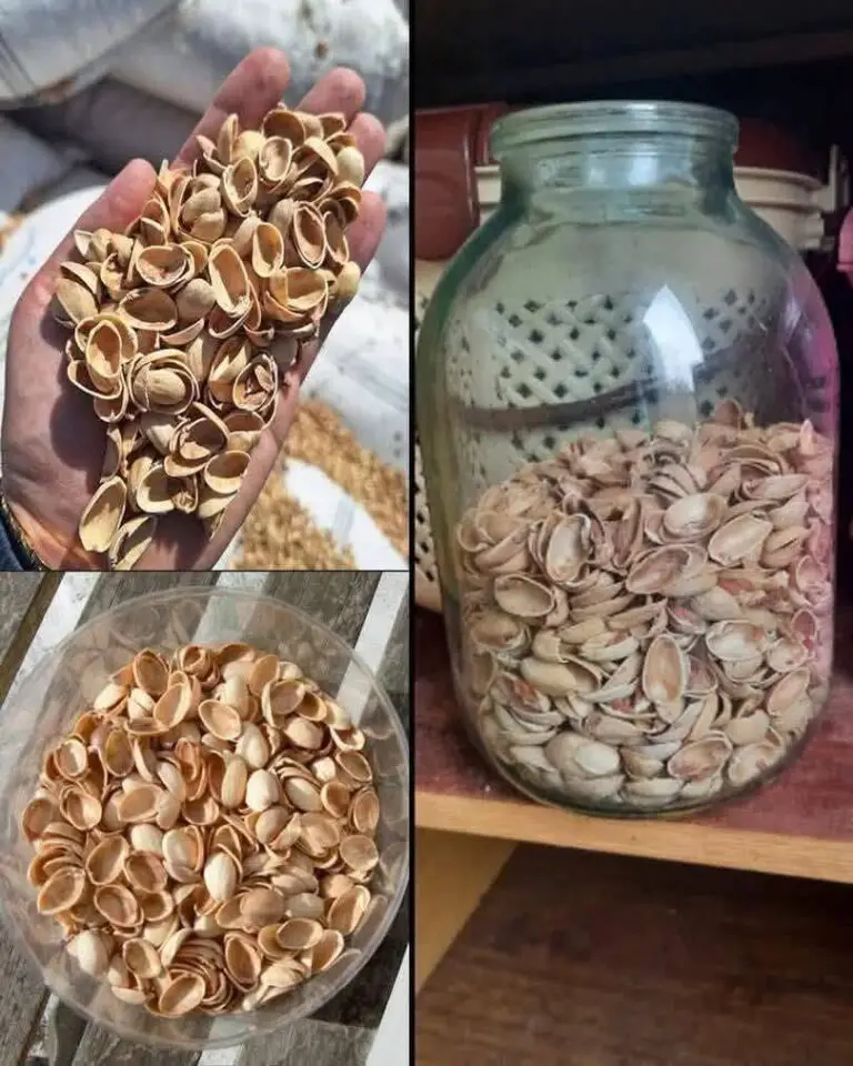 Reusing Pistachio Shells: How to Turn Everyday Kitchen Waste Into a Valuable Garden Resource