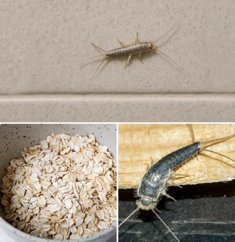 Warning! If You Find a Silverfish in Your Home, Here’s What It Really Means—and How to Get Rid of Them for Good