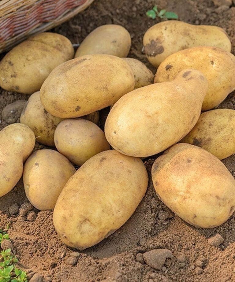 Doctors Reveal Why Potatoes Can Be a Healthy Choice When You Prepare Them the Right Way