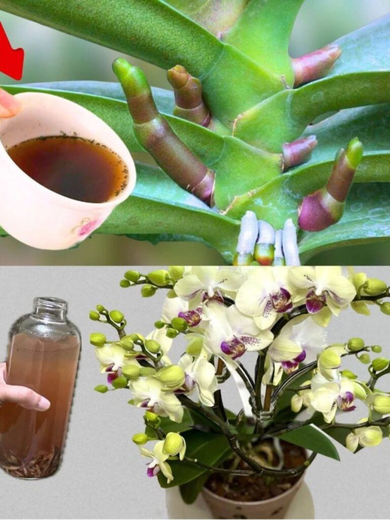 Very Leafy Orchid: Water It With This for Stronger Growth and Better Blooming