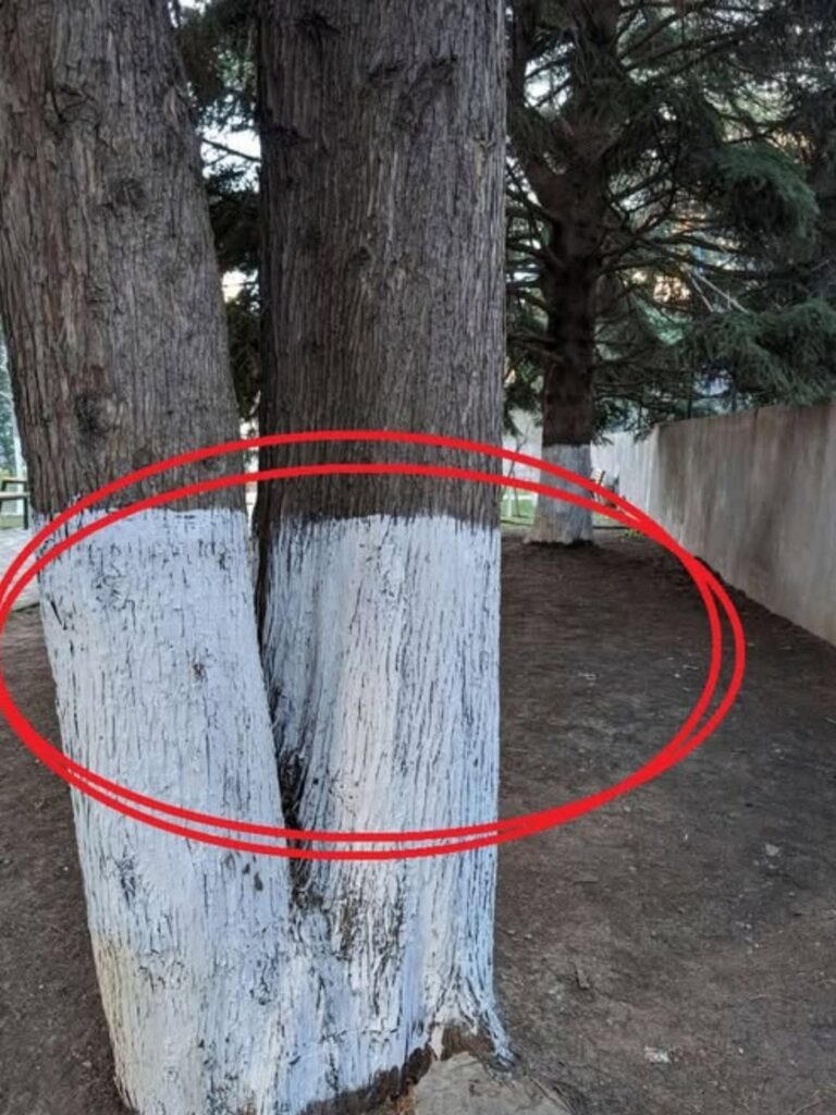 Why Are Some Trees Painted White? The Surprising Winter Secret That Protects Them