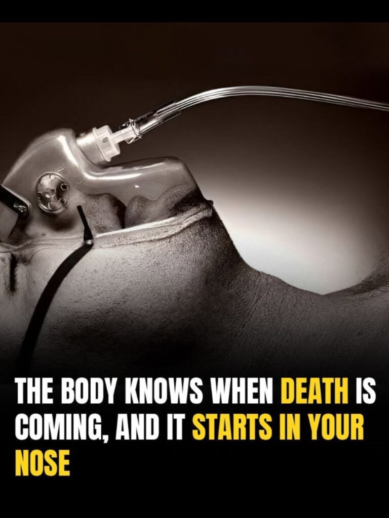 The Body Knows When Death Is Near — And It Begins in Your Nose: What Science Actually Says