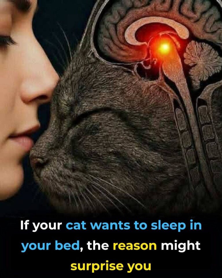 That Detail Isn’t Innocent… And Few People Know It: Why Your Cat Sleeps in Your Spot