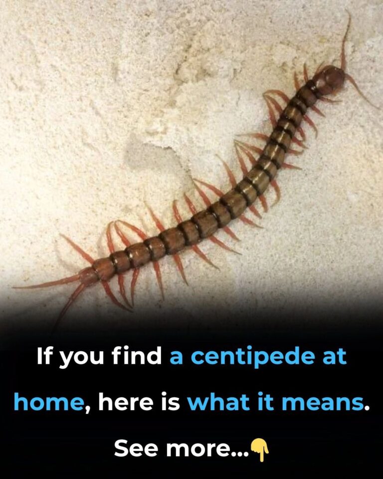 Finding a Centipede at Home: What It Really Means and What to Do Next