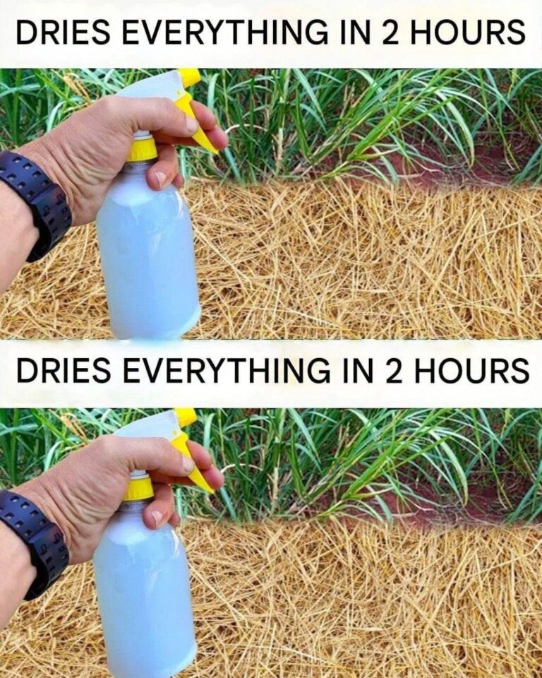 The Gentle Gardener’s Secret: A Simple Homemade Herbicide for Unwanted Weeds