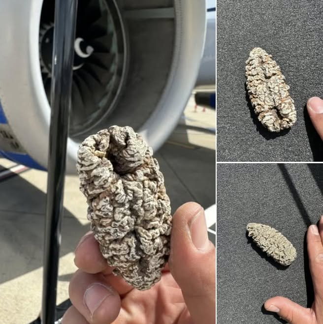 A Strange Find on a Plane: What This Mysterious Dried Object Could Really Be
