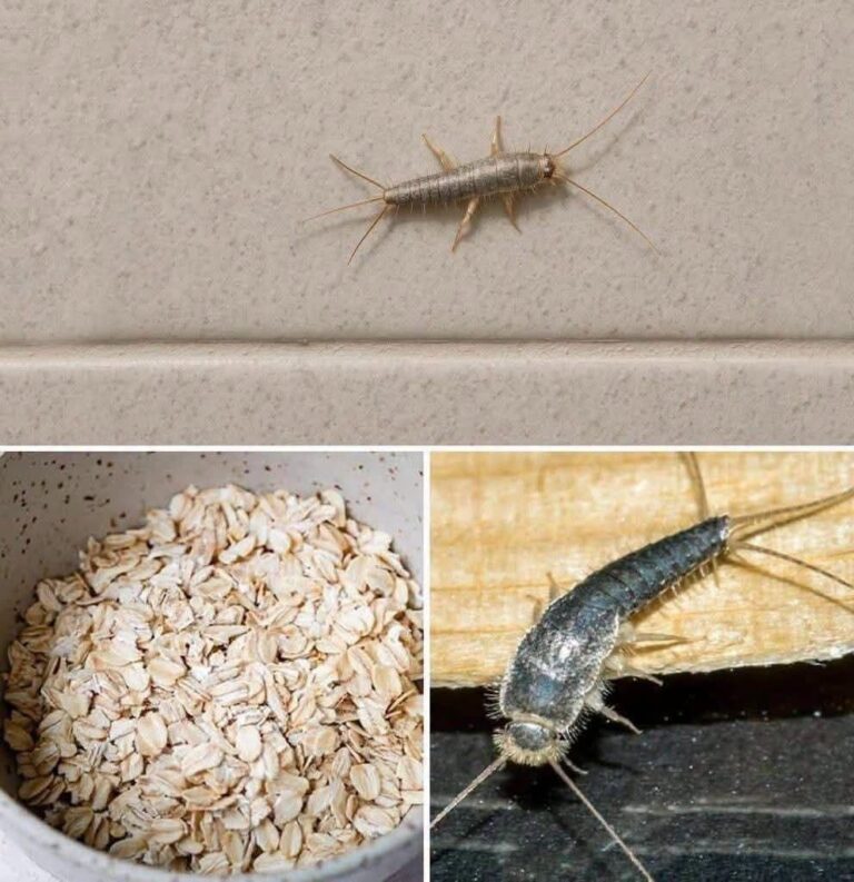 Found Silverfish in Your Home? Here’s What Their Presence Could Mean