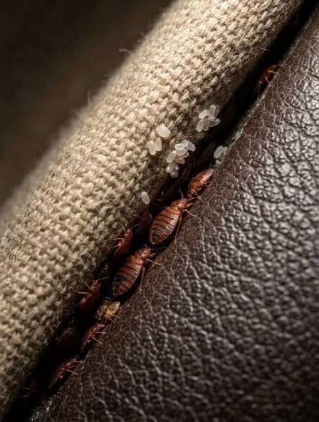 Tiny Bugs in Your Sofa? How to Identify What They Are and What to Do Next