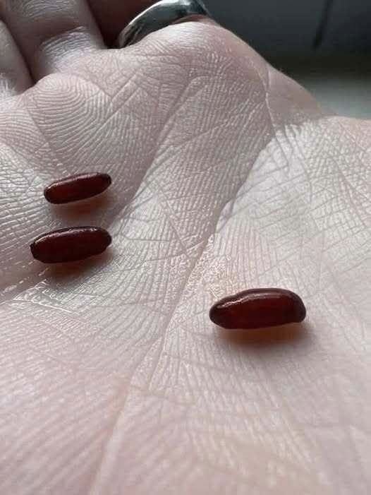 A Family’s Wake-Up Call: The Hidden Dangers of Tick-Borne Illnesses (And How to Protect Your Loved Ones)