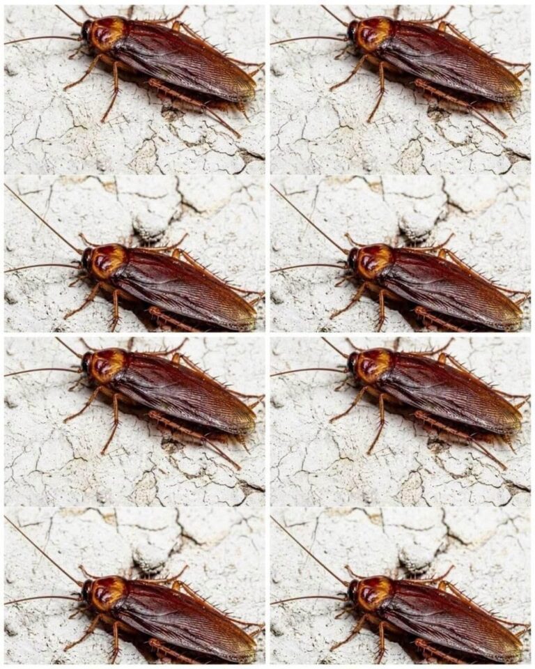 Did You Know That If Cockroaches Come to Your Home, It’s a Sign That You Should Check These 4 Things