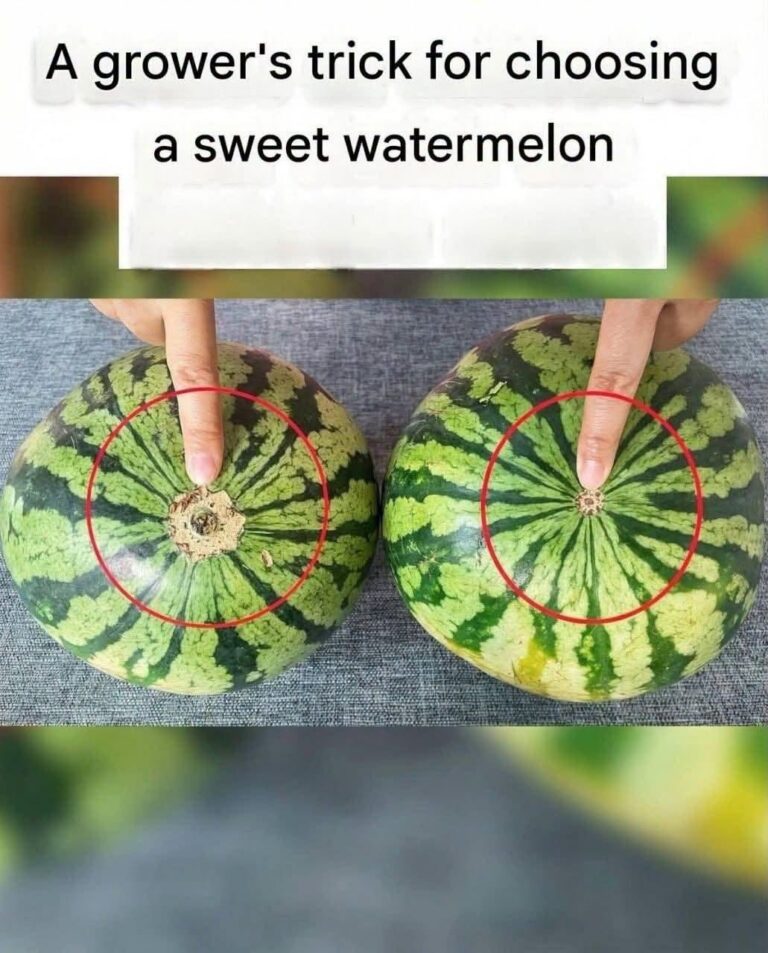 How to Pick the Sweetest Watermelon: A Simple Visual Guide