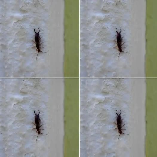 Warning: If You Find This Insect in Your Home, Check Your Pantry
