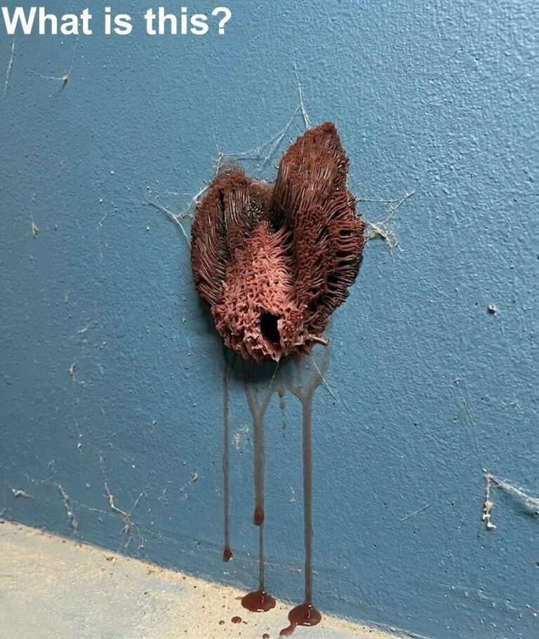 I Found a Strange Growth on My Garage Wall—What It Revealed About Hidden Moisture