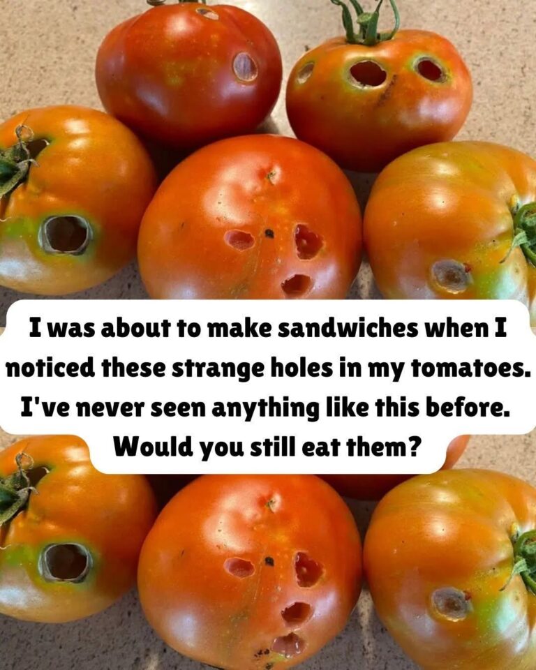 What It Means If You See These Holes in Tomatoes