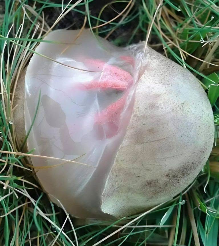 The Curious Case of the Stinkhorn “Egg”: Nature’s Strangest Fungal Transformation