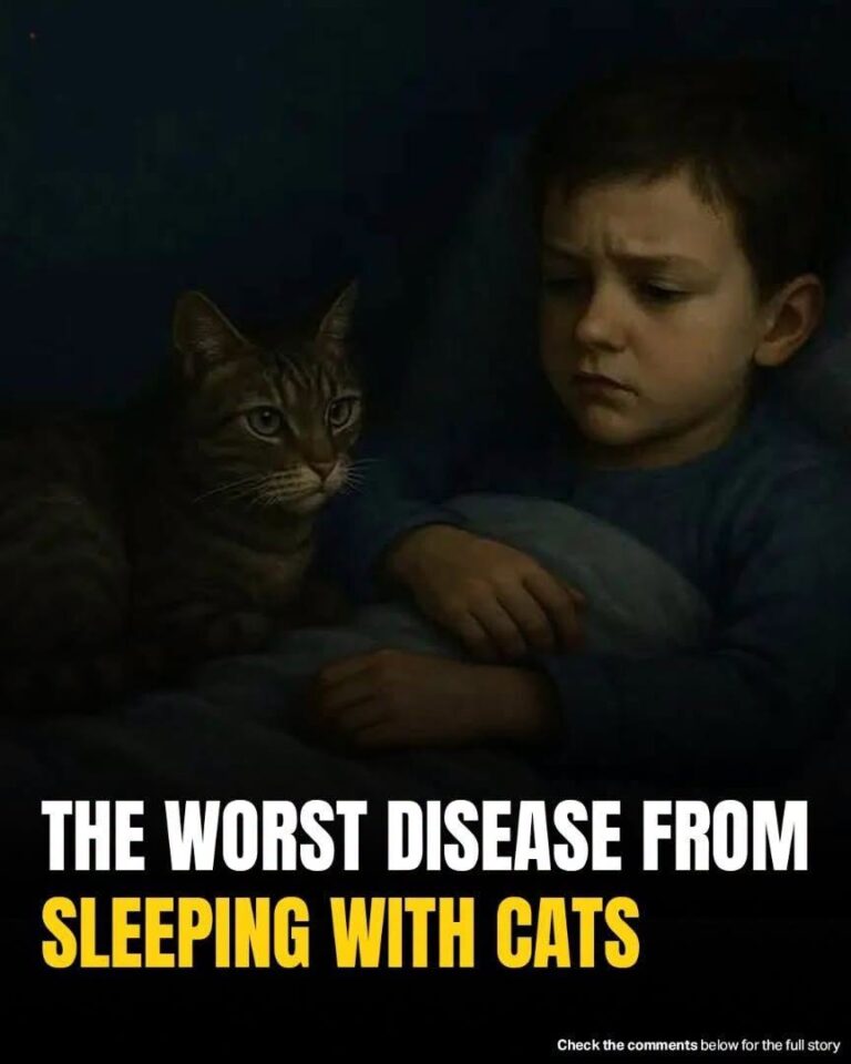 Do You Sleep With Your Cat? Here’s What You Really Need to Know About Toxoplasmosis