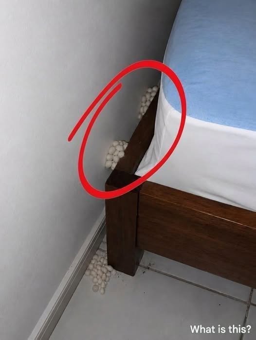 The Bedroom Mystery: What Are Those Chalky, Oval Objects Under the Bed?