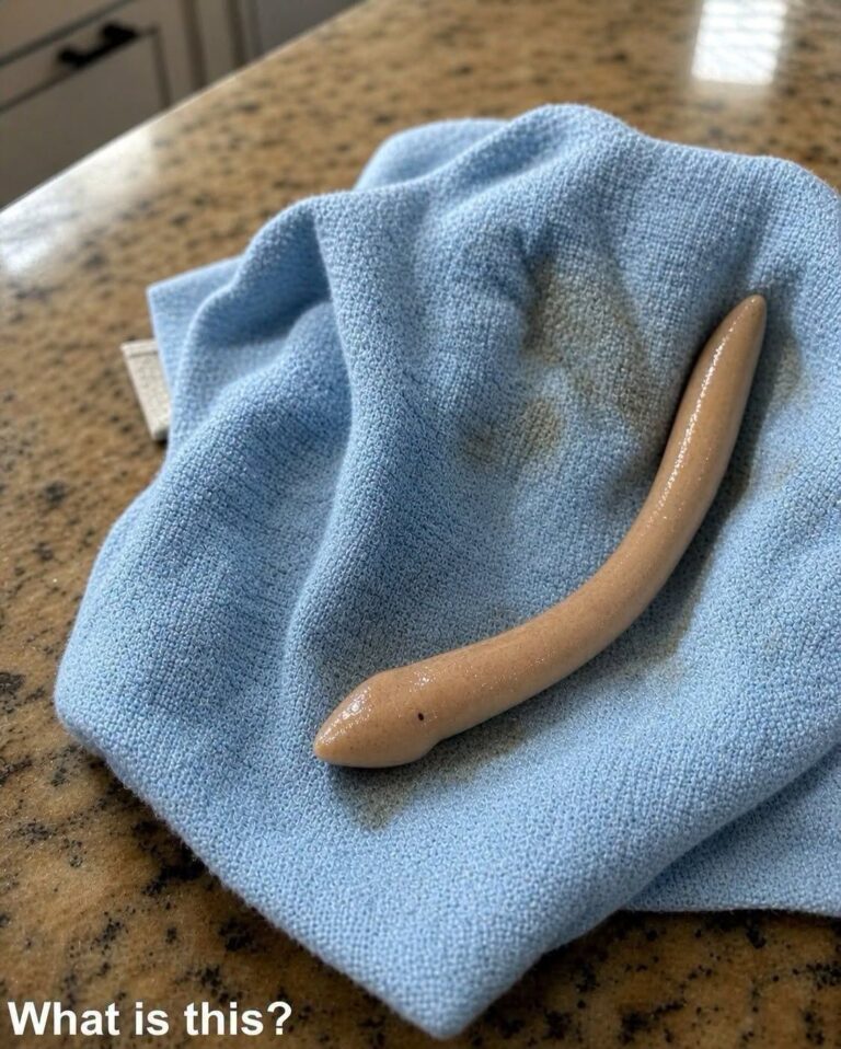 I Thought It Was a Piece of Trash on the Bathroom Floor – Until It Moved
