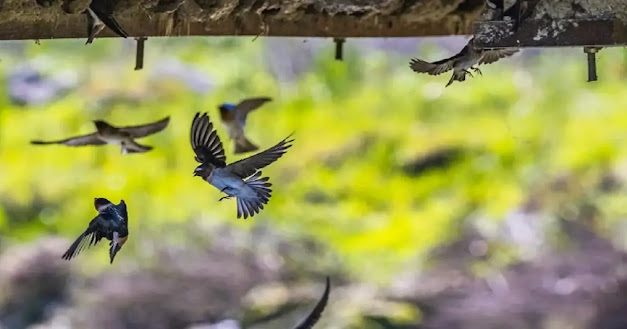 The Secret Behind Low-Flying Birds Before Rain—and Whether It Really Predicts a Storm