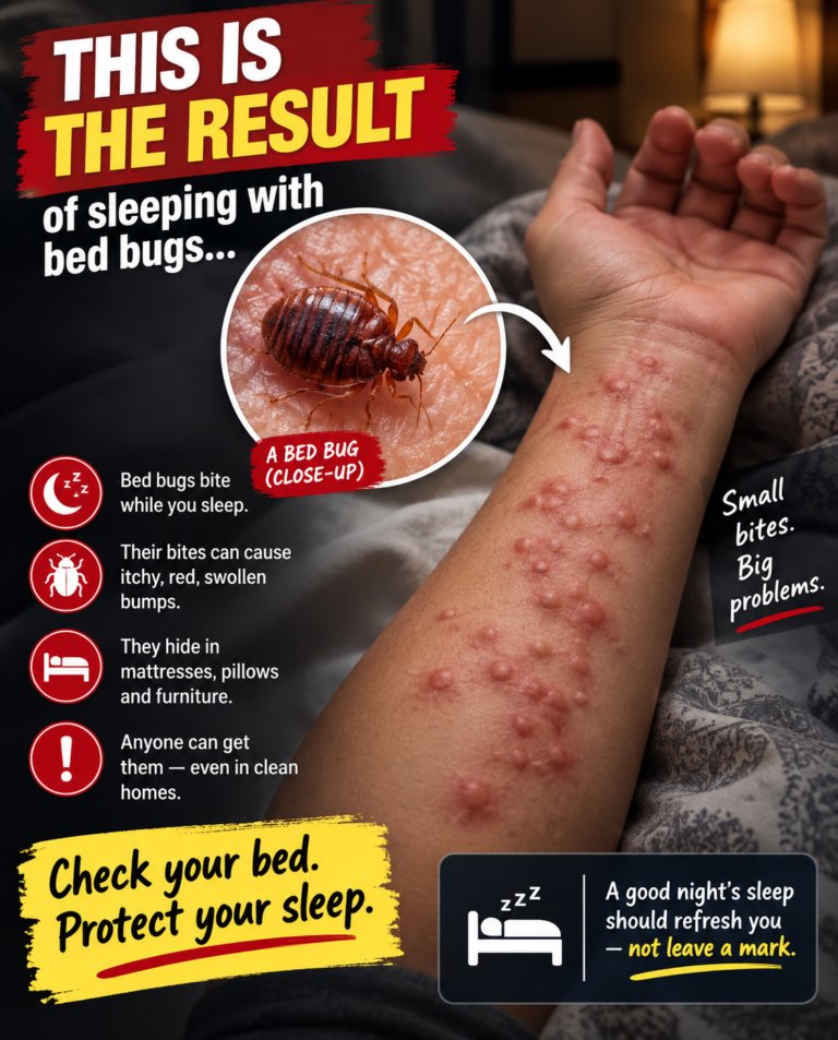 What Really Happens When Bed Bugs Invade Your Home? The Warning Signs You Should Never Ignore