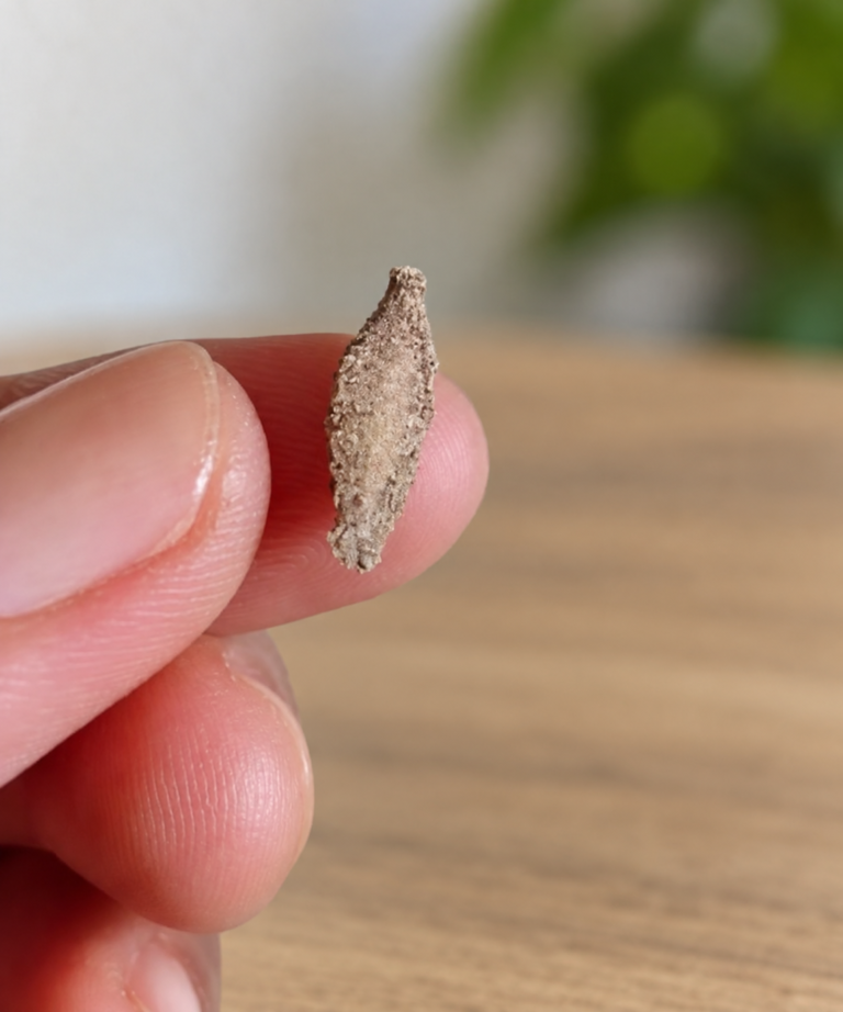 What Is That Tiny Case Crawling on Your Wall? Meet the Household Casebearer