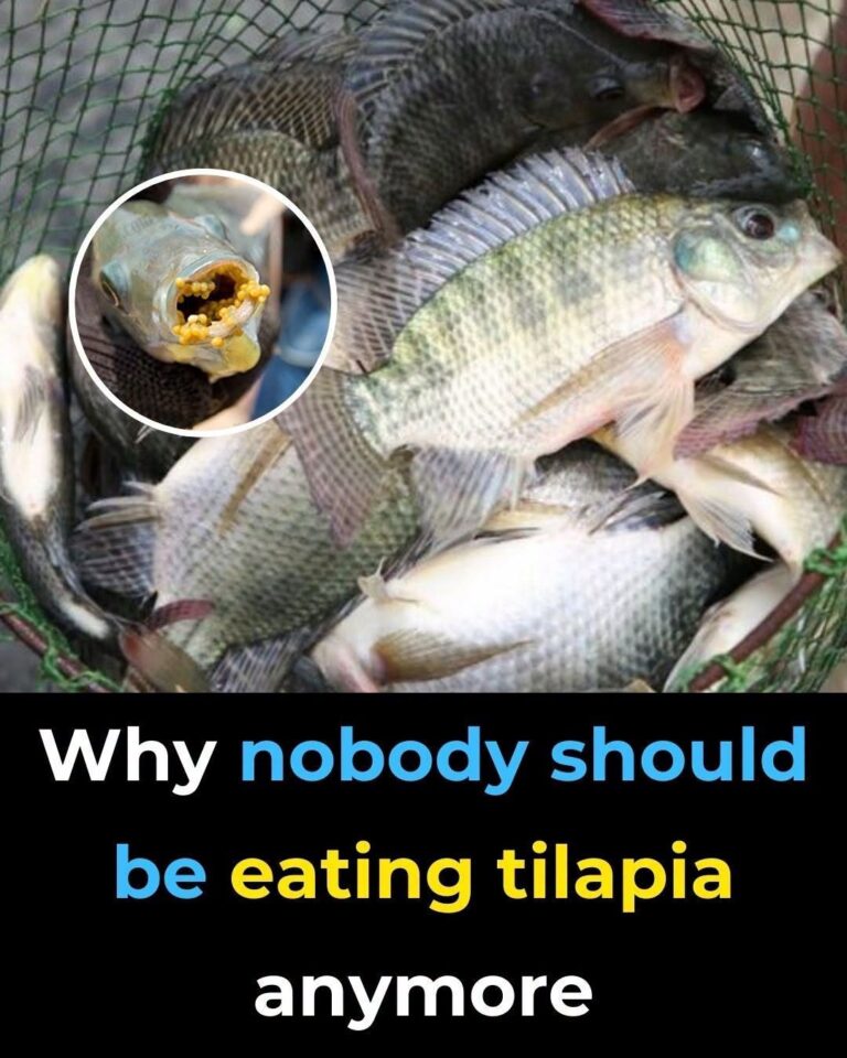 The Benefits and Potential Dangers of Eating Tilapia Fish