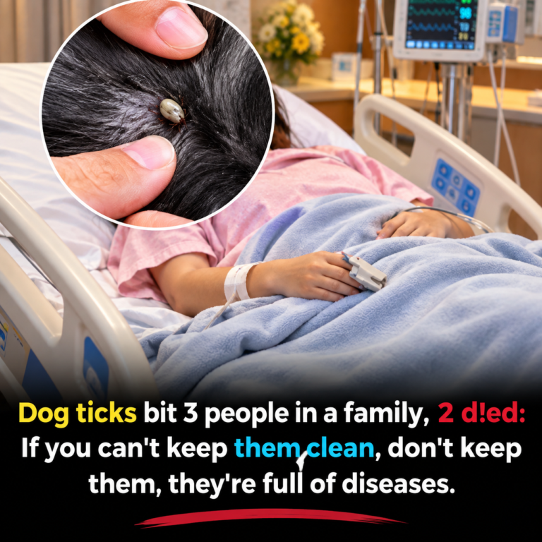 Ticks on Dogs Can Pose Health Risks: Prevention Tips Every Owner Should Know