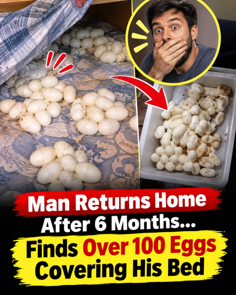Man Returns Home After Six Months, Shocked to Find More Than 100 Mysterious Eggs Covering His Bed