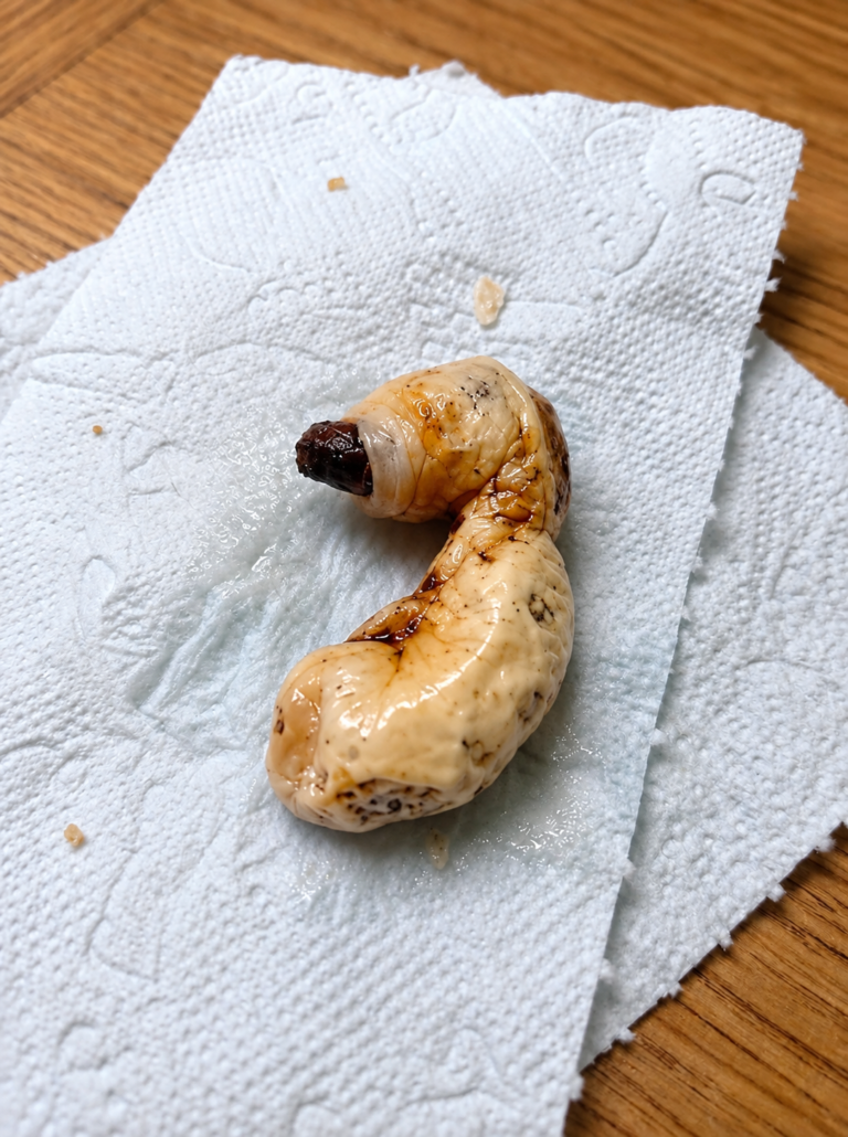 The “Monster” Under the Bed: How a Dusty Pistachio Shell Fooled Everyone